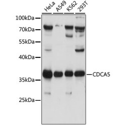 CDCA5 Rabbit pAb