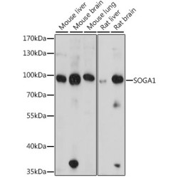 SOGA1 Rabbit pAb