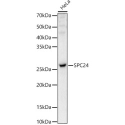 SPC24 Rabbit pAb
