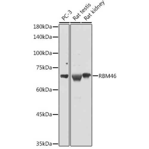 RBM46 Rabbit pAb