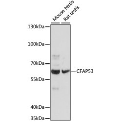 CFAP53 Rabbit pAb