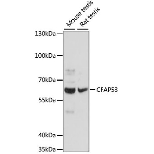 CFAP53 Rabbit pAb