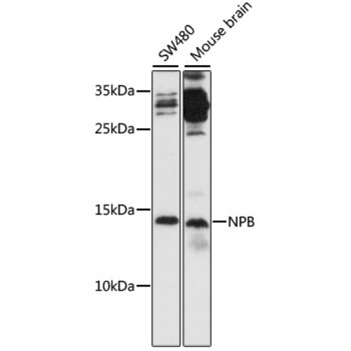 NPB Rabbit pAb