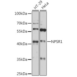 NPSR1 Rabbit pAb