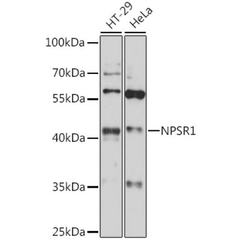 NPSR1 Rabbit pAb