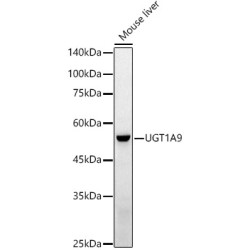 UGT1A9 Rabbit pAb