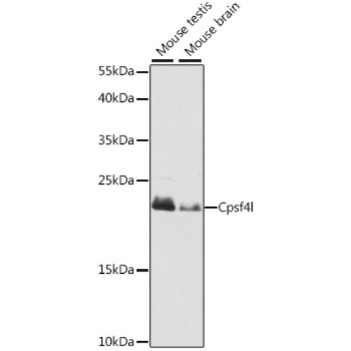 Cpsf4l Rabbit pAb