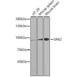 [KO Validated] GRK2 Rabbit pAb