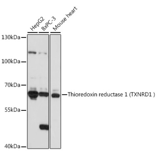 Human Thioredoxin Reductase 1/TRXR1 Rabbit pAb
