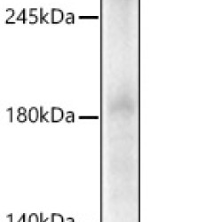 PCM1 Rabbit pAb