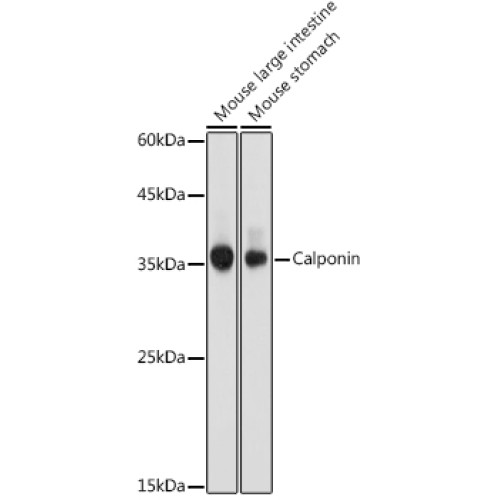 Calponin Rabbit pAb