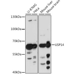 USP14 Rabbit pAb