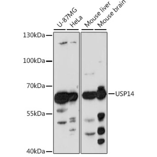 USP14 Rabbit pAb