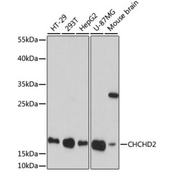 [KO Validated] CHCHD2 Rabbit pAb
