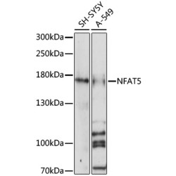 NFAT5 Rabbit pAb