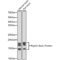 Myelin Basic Protein Rabbit pAb