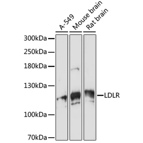 VPS18 Rabbit pAb
