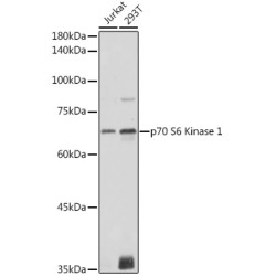 p70 S6 Kinase 1 Rabbit pAb