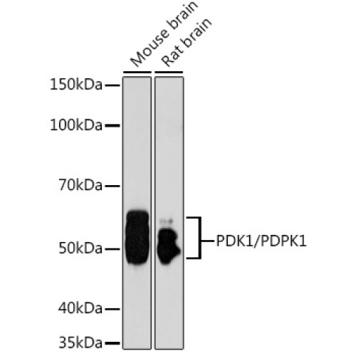 [KO Validated] PDK1/PDPK1 Rabbit pAb