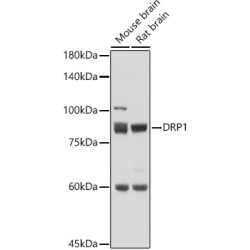 DRP1 Rabbit pAb