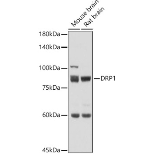 DRP1 Rabbit pAb