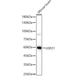 USP21 Rabbit pAb