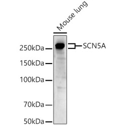 SCN5A Rabbit pAb