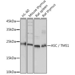 ASC/TMS1 Rabbit pAb