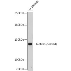 Notch1 Rabbit pAb
