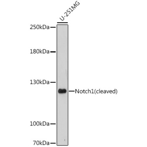 Notch1 Rabbit pAb