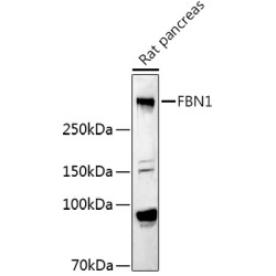 Fibrillin 1 Rabbit pAb