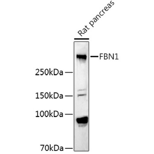 Fibrillin 1 Rabbit pAb