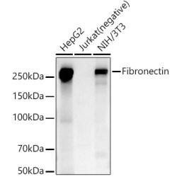 Fibronectin Rabbit pAb