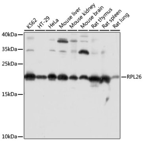 RPL26 Rabbit pAb