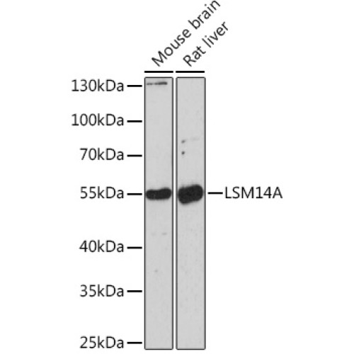 LSM14A Rabbit pAb