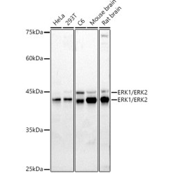 ERK1 / ERK2 Rabbit pAb