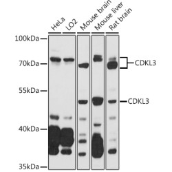 CDKL3 Rabbit pAb