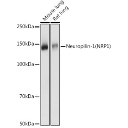 Neuropilin-1 (NRP1) Rabbit pAb