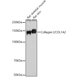 Collagen I/COL1A2 Rabbit pAb