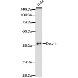 Decorin Rabbit pAb