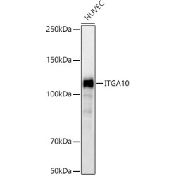 ITGA10 Rabbit pAb
