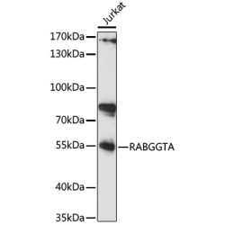 RABGGTA Rabbit pAb