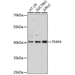 [KO Validated] TFAP4 Rabbit pAb