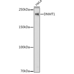 [KD Validated] DNMT1 Rabbit pAb