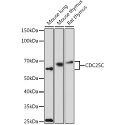 CDC25C Rabbit pAb