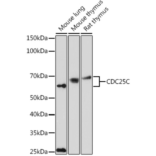 CDC25C Rabbit pAb