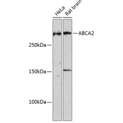 ABCA2 Rabbit pAb