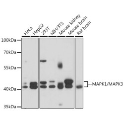 MAPK1/MAPK3 Rabbit pAb