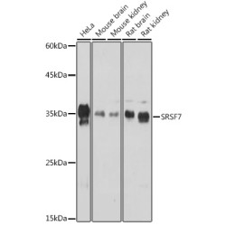SRSF7 Rabbit pAb
