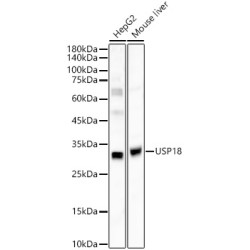 USP18 Rabbit pAb
